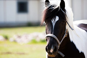 reiten-winter-4456-ba300