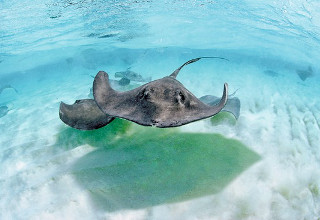 grand-cayman-320x220
