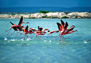 bonaire-320x220