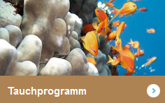 tauchen54156