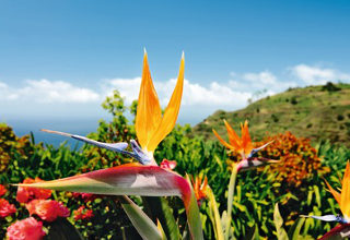madeira-320x220(1)