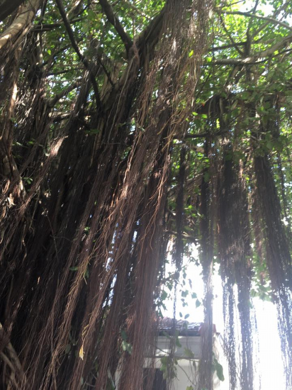 original_14572265_1109655342404045_472015867143848894_n