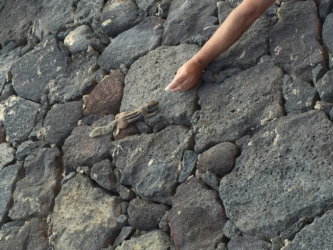 original_Streifenh_rnchen