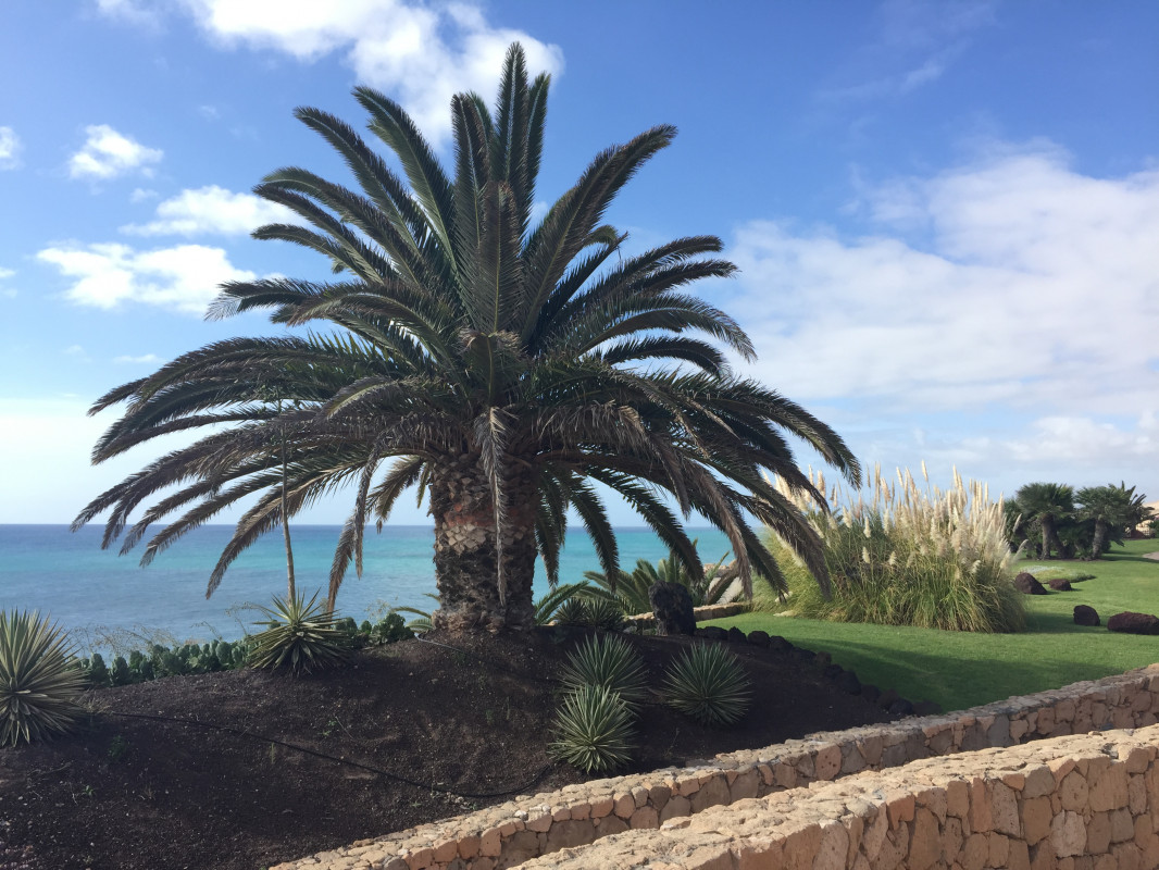 original_Costa_Calma